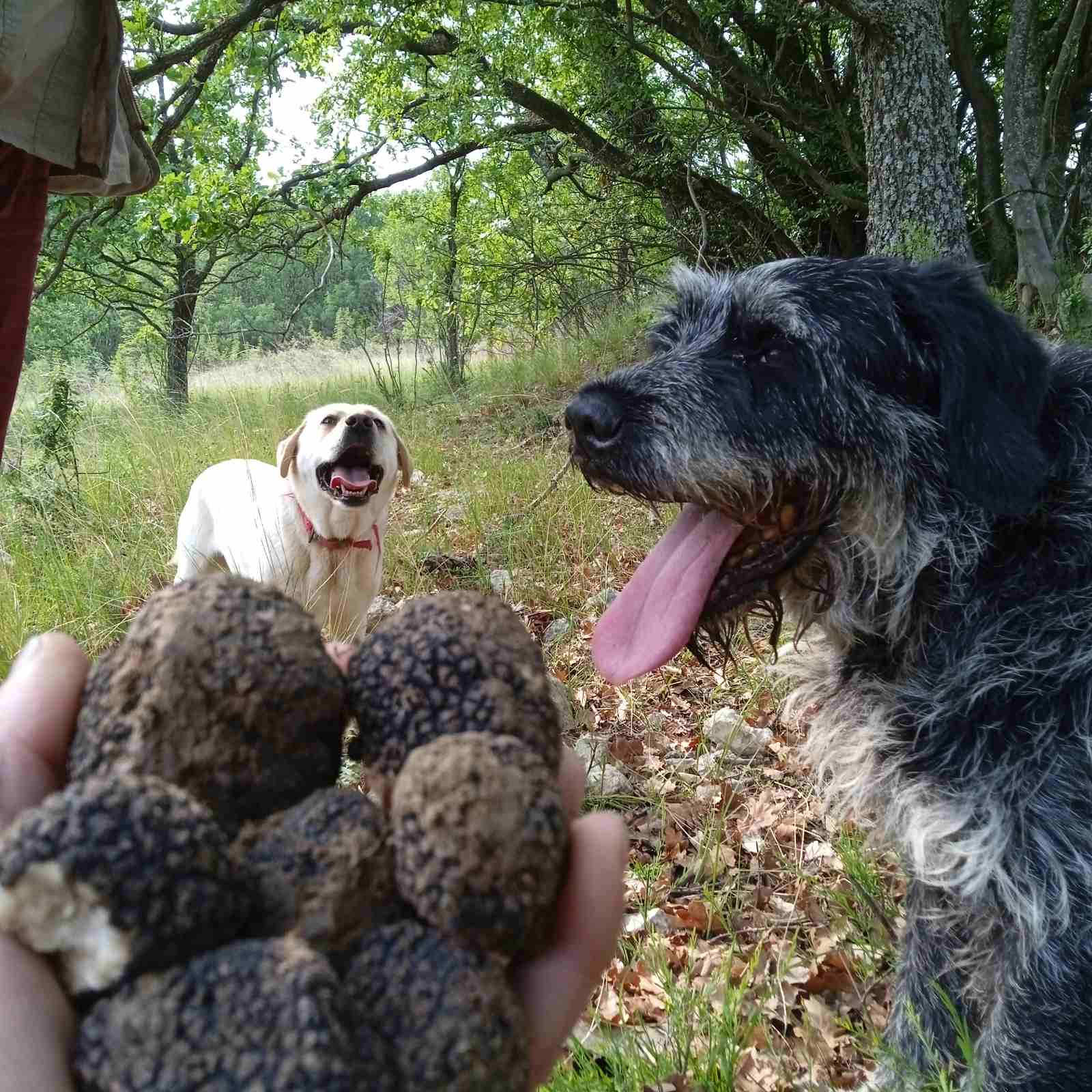 Σταμάτης Παλάζης.Μελαχροινή ΜΑρτίδου