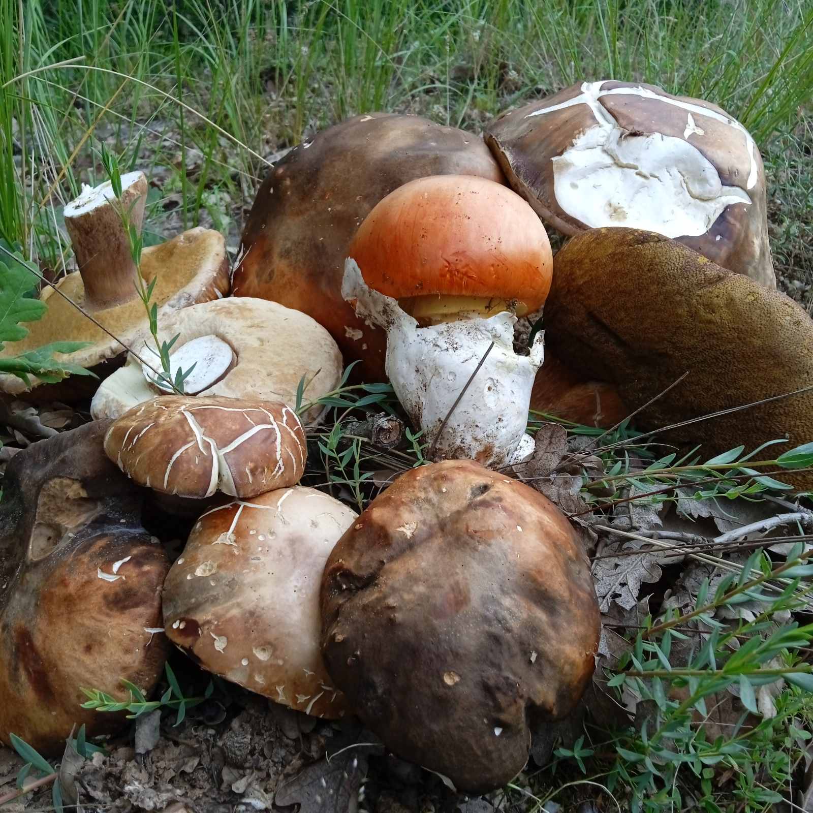 Σταμάτης Παλάζης. Μελαχροινή ΜΑρτίδου
