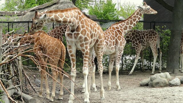 Σοκάρει άρθρο που προτείνει να σκοτώνουν τα ζώα προτού γεράσουν στους ζωολογικούς κήπους