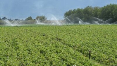 ΟΠΕΚΕΠΕ Στεφανίδης