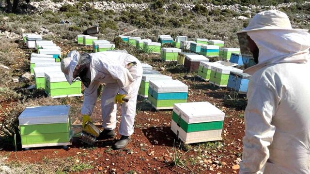 Η InterMed στηρίζει τη μελισσοκομία στο Καστελλόριζο – Platinum βραβείο Olymp Awards στο μέλι του ακριτικού νησιού
