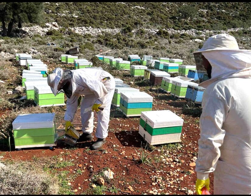 Η InterMed στηρίζει τη μελισσοκομία στο Καστελλόριζο – Platinum βραβείο Olymp Awards στο μέλι του ακριτικού νησιού