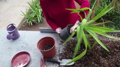 Τι θα απογίνουν τα φυτά μας στις διακοπές;