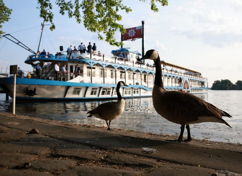 Μήπως πάσχουμε από το σύνδρομο της αγριόχηνας; Απόστολος Αποστόλου