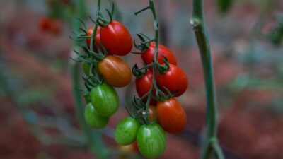 Πως επηρεάζουν οι ακραίες δίαιτες την ψυχική υγεία
