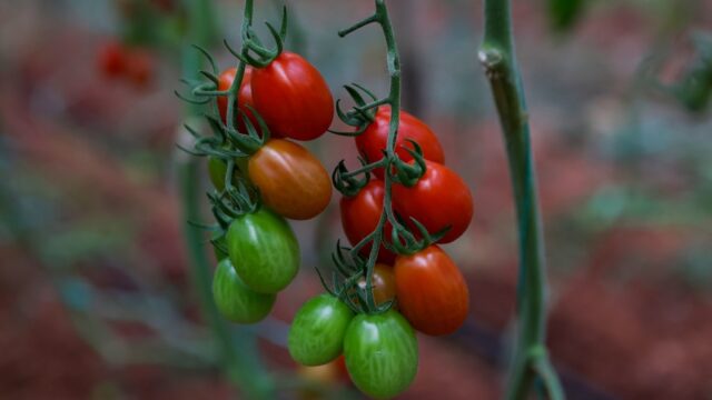 Πως επηρεάζουν οι ακραίες δίαιτες την ψυχική υγεία