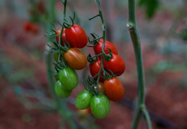 Πως επηρεάζουν οι ακραίες δίαιτες την ψυχική υγεία