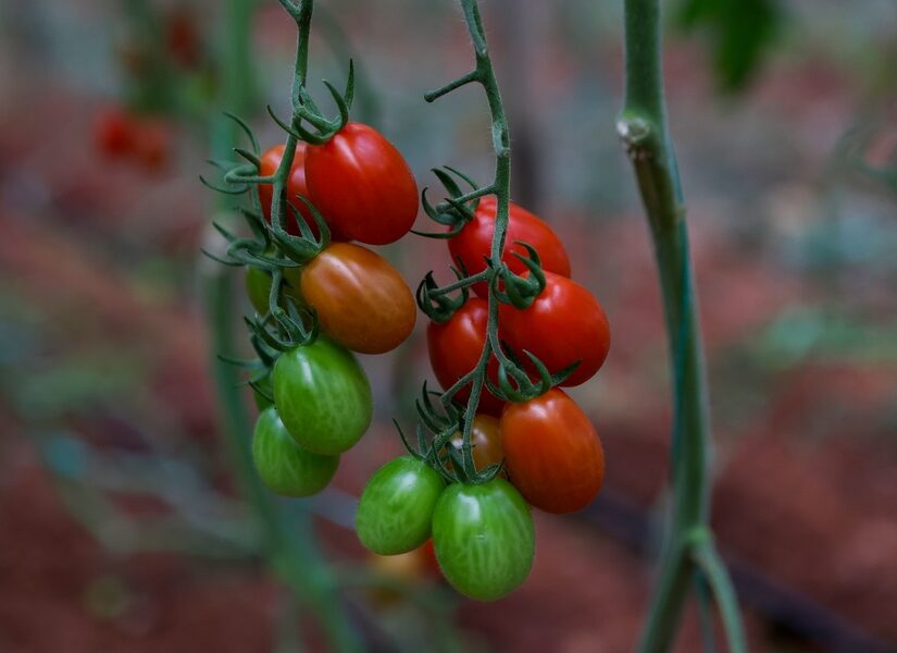 Πως επηρεάζουν οι ακραίες δίαιτες την ψυχική υγεία