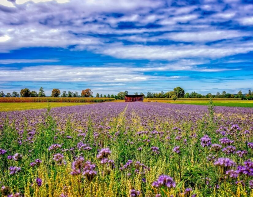 Πανευρωπαϊκό βήμα προόδου σχετικά με τη νιτρορύπανση και τις απώλειες αζώτου στη γεωργία