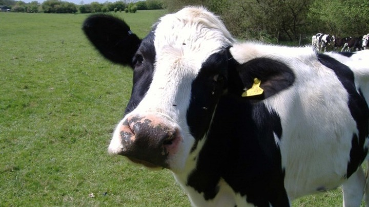 “Όμηροι” 2.800 αγελάδες που δεν δέχονται οι Τούρκοι – Νεκρές οι 48 – Σε καραντίνα το πλοίο “Spiridon II”