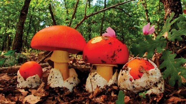 Έδεσσα: Ζευγάρι στην εντατική από μανιτάρια – Αναζητούνται δότες ήπατος