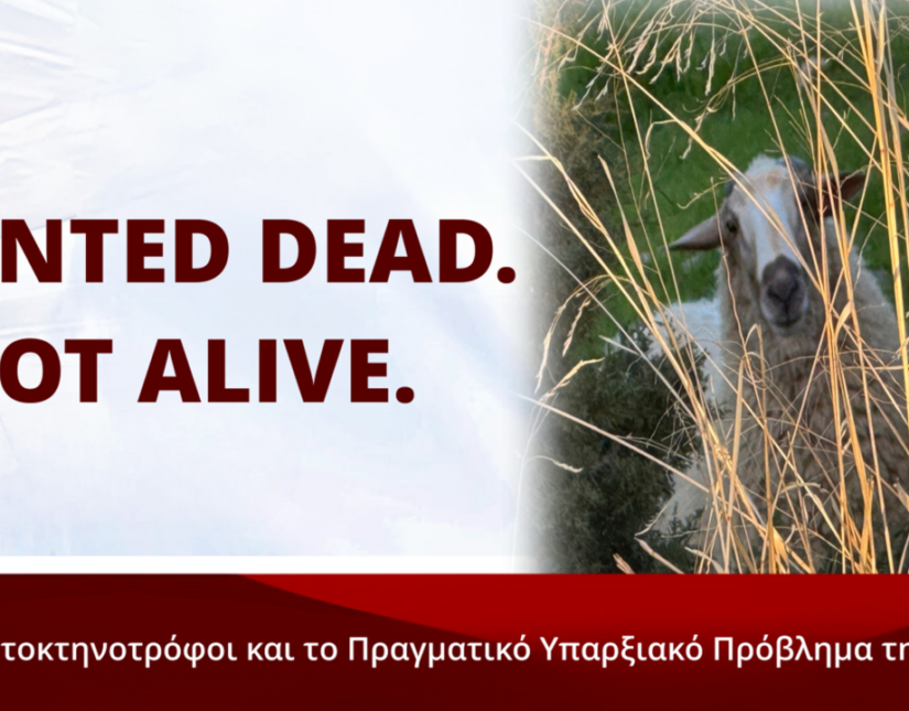 Σφαγή των αμνών: Ξεριζώνοντας την Ελλάδα, Ευγενία Σαρηγιαννίδη