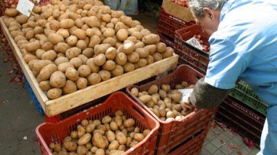 Πώς έφτασε η πατάτα στην Ελλάδα – Ο ρόλος του Καποδίστρια, Γιώργος Μουσταϊρας