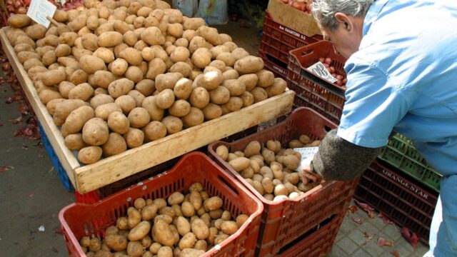 Πώς έφτασε η πατάτα στην Ελλάδα – Ο ρόλος του Καποδίστρια, Γιώργος Μουσταϊρας