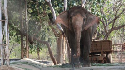 Ινδία: Επτά ελέφαντες σκοτώθηκαν κατά τη σύγκρουση επιβατικού τρένου με κοπάδι