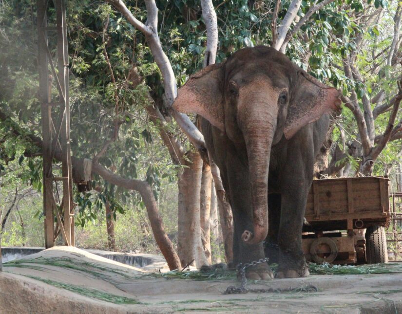 Ινδία: Επτά ελέφαντες σκοτώθηκαν κατά τη σύγκρουση επιβατικού τρένου με κοπάδι