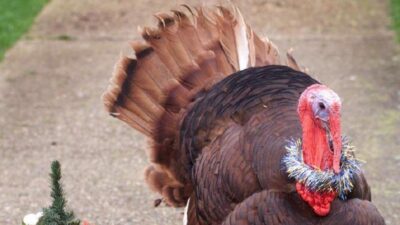 Τι να προσέξετε στο τραπέζι των Χριστουγέννων αν πάσχετε από διαβήτη