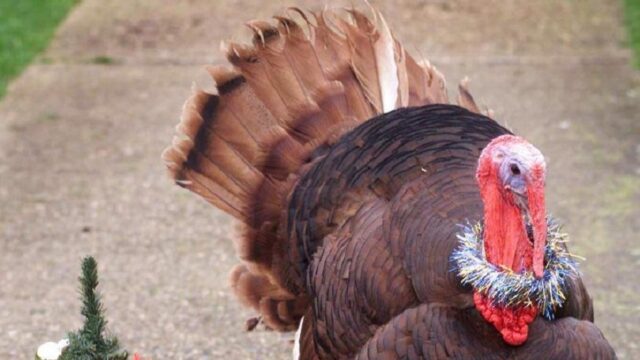 Τι να προσέξετε στο τραπέζι των Χριστουγέννων αν πάσχετε από διαβήτη