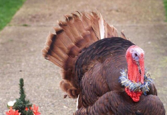 Τι να προσέξετε στο τραπέζι των Χριστουγέννων αν πάσχετε από διαβήτη