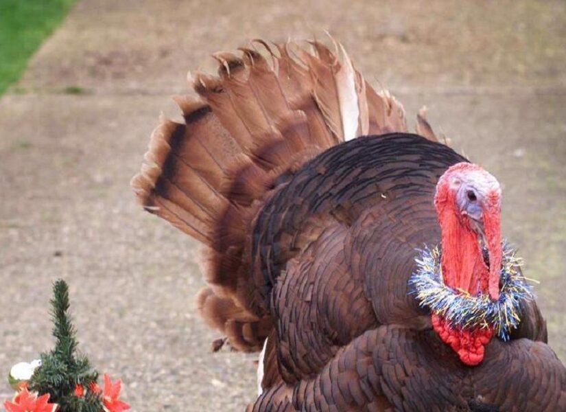 Τι να προσέξετε στο τραπέζι των Χριστουγέννων αν πάσχετε από διαβήτη