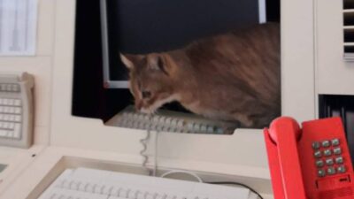 H χώρα του δήθεν στον κόσμο του no reply, Γεώργιος Κουρμούζης