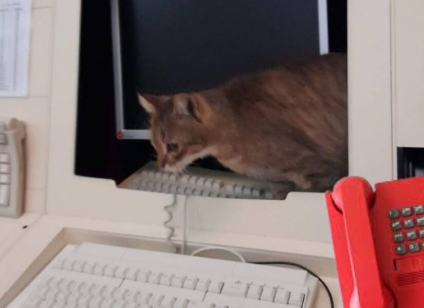 H χώρα του δήθεν στον κόσμο του no reply, Γεώργιος Κουρμούζης