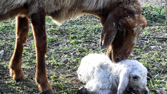 Ελεγεία για έναν ανώνυμο βοσκό που δεν θα κλάψει κανείς... Μάνος Σρεφανίδης