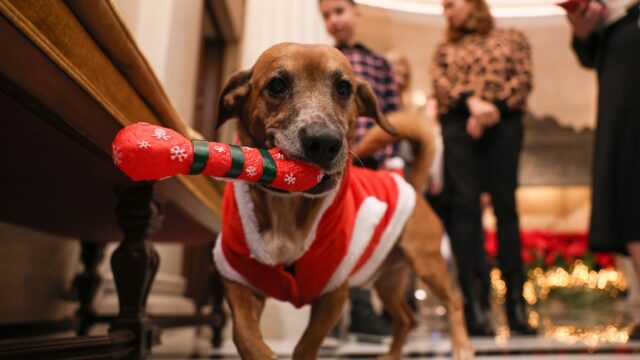 Από τον σκύλο του Αλκιβιάδη στον σκύλο του Κυριάκου... Κόμπρα
