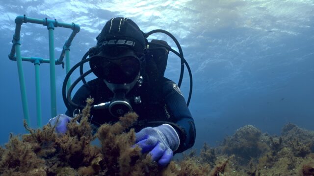 “Μπλε Δάση”: Πρεμιέρα για τη νέα σειρά ντοκιμαντέρ της COSMOTE TV