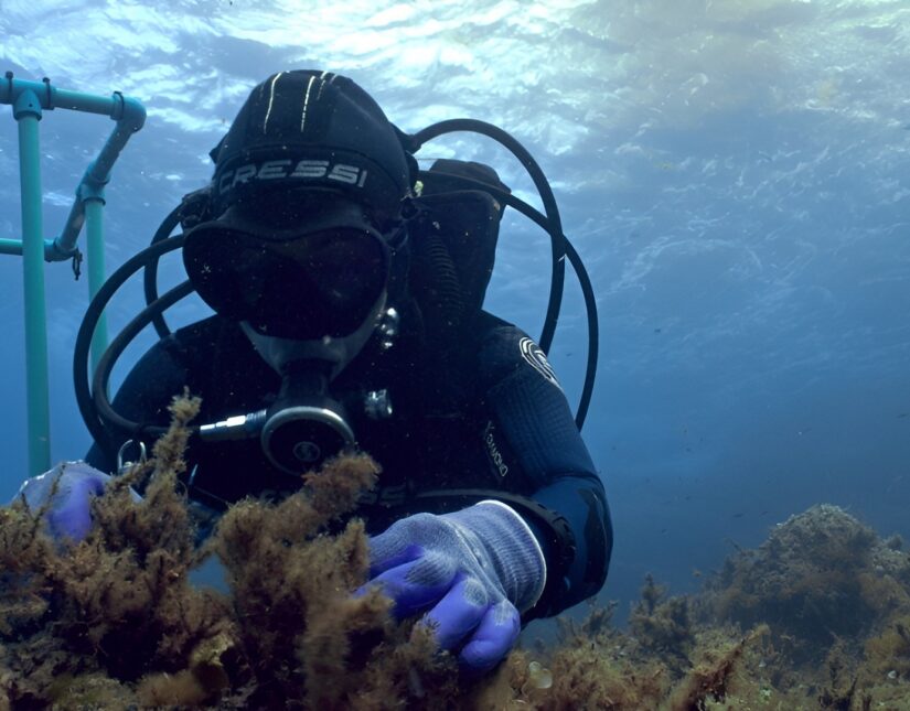 “Μπλε Δάση”: Πρεμιέρα για τη νέα σειρά ντοκιμαντέρ της COSMOTE TV