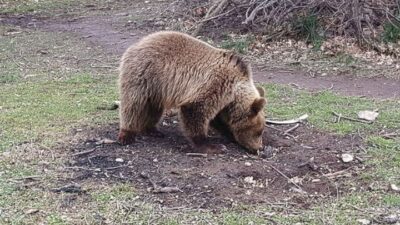 Ωραιόκαστρο: Οδηγίες προς τους πολίτες λόγω εμφάνισης αρκουδας