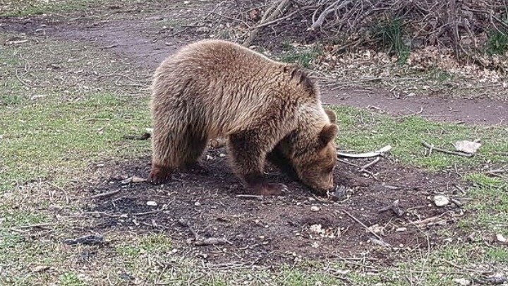 Ωραιόκαστρο: Οδηγίες προς τους πολίτες λόγω εμφάνισης αρκουδας