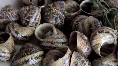 Σύντροφοι στη νηστεία μας τα σαλιγκάρια