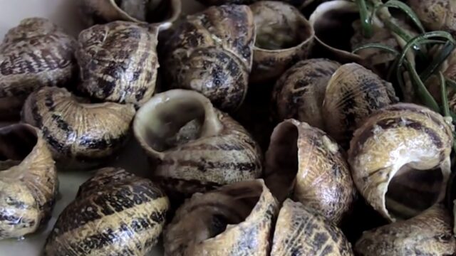 Σύντροφοι στη νηστεία μας τα σαλιγκάρια