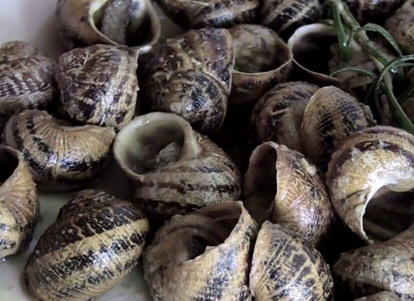 Σύντροφοι στη νηστεία μας τα σαλιγκάρια