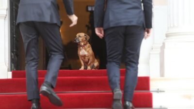 Οι παραδουλεύτρες... του Μαξίμου και η διπλή πατσαβούρα! Κόμπρα