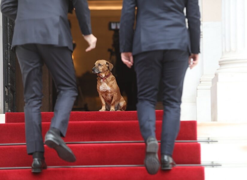 Οι παραδουλεύτρες... του Μαξίμου και η διπλή πατσαβούρα! Κόμπρα