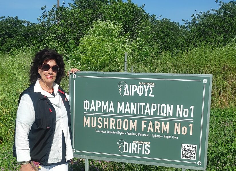 Ελληνικά μανιτάρια κατακλύζουν (ή γέμισαν τα ράφια) Νέα Υόρκη και Άγιο Δομίνικο! Μελαχροινή Μαρτίδου