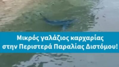 Ο μικρός γαλάζιος καρχαρίας (;) στην Παραλία Διστόμου και οι …Λίτσες που τον ακολουθούν!