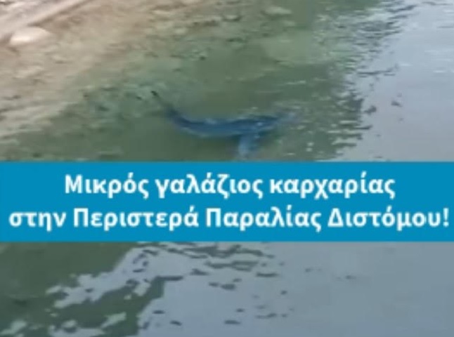 Ο μικρός γαλάζιος καρχαρίας (;) στην Παραλία Διστόμου και οι …Λίτσες που τον ακολουθούν!