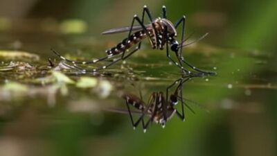 Γιατί φέτος τα κουνούπια είναι επιθετικότερα και πως να προστατευτείτε