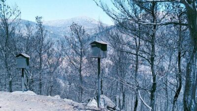 Υπέφερε από μεγάλες πυρκαγιές η Αρχαία Ελλάδα; Όλγα Μαύρου
