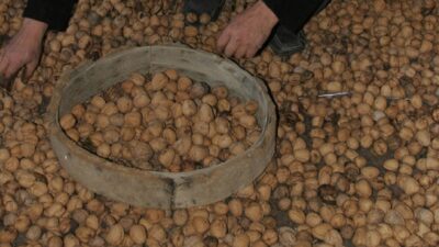 Μπορεί η διατροφή να επηρεάσει την ανδρική γονιμότητα;